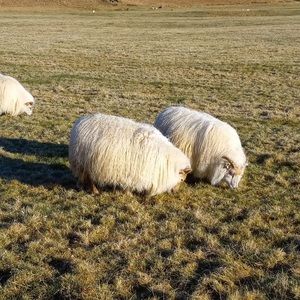 Meet your Posher, Nachelle